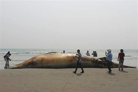 2 Dead Whales Wash Up On Bangladesh Shore In Two Days Daily Sabah