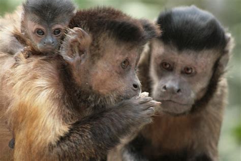 Tufted Or Brown Capuchin Monkey Cebus Apella Slideshow Monkeys