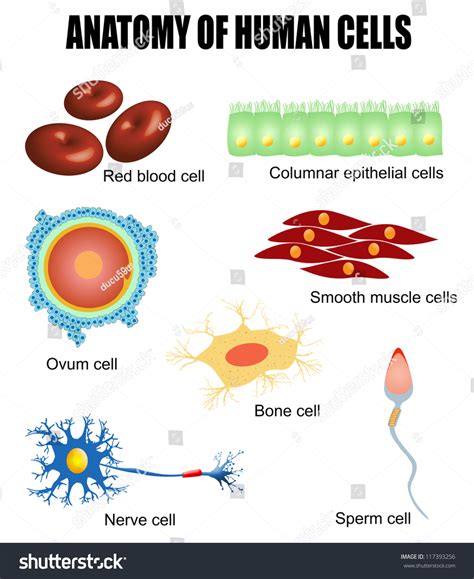 Anatomy Of Human Cells Useful For Education In Schools And Clinics