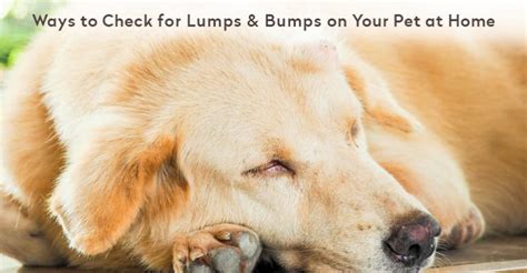 Hard Movable Lump Under Skin Dog Archives Budgetvetcare Blog