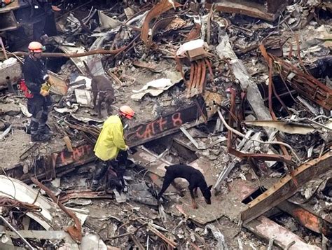 Remembering Four 911 Hero Dogs