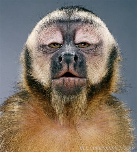 Monkey Portraits — Jill Greenberg Studio