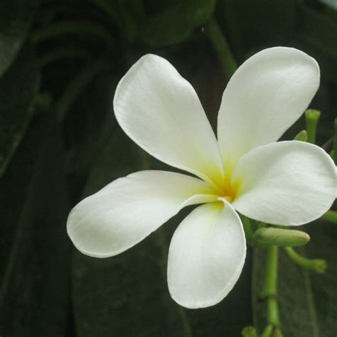 10 Top Picture Of Jasmine Flower Full Hd 1080p For Pc Desktop 2020