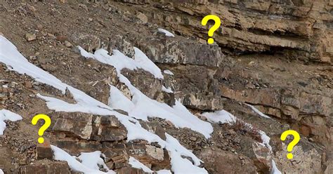 Can You Spot These Hidden Snow Leopards Now Meet The Man Behind These