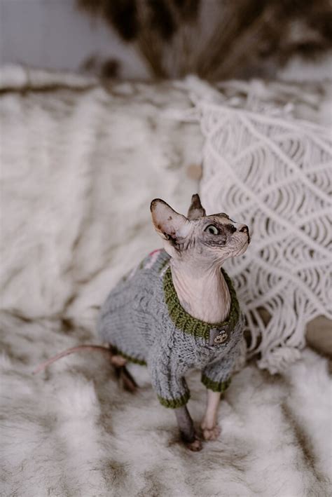 Gray Cable Knit Cat Sweater Sphynx Cat Jumper With Tulips Etsy