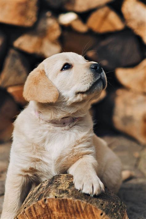 Bilder finden, die zum begriff hund süß passen. Angebot für Züchter | Hundefotografie, Hundewelpen, Hunde welpen