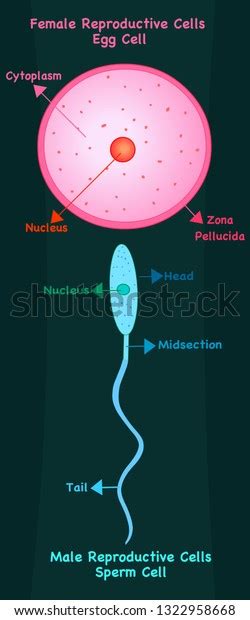 Female Reproductive Cell Oocytes Egg Cell Stock Vector Royalty Free