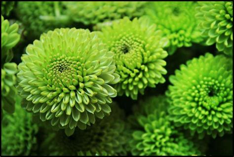 Seven Naturally Green Flowers