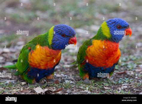 Pair Of Rainbow Lorikeets Trichoglossus Moluccanus Sitting On The