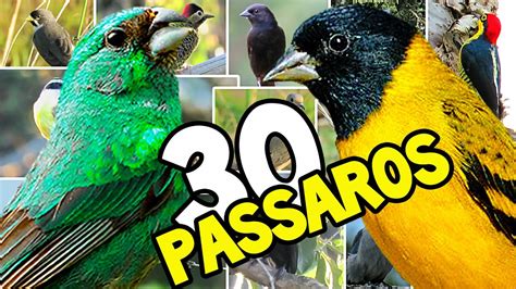 30 EspÉcies De PÁssaros Do Brasil Na Natureza Youtube