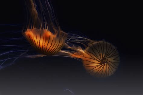 Hidden Unseen Jellyfish From Dazzling To Deadly