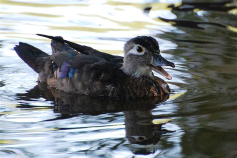 Suzanne Britton Nature Photography Female Wood Duck