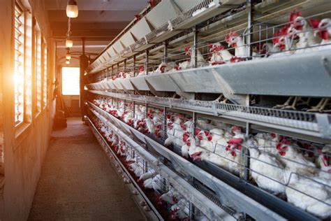Rumah Potong Ayam Modern: Mengoptimalkan Produksi dan Kesehatan Ayam