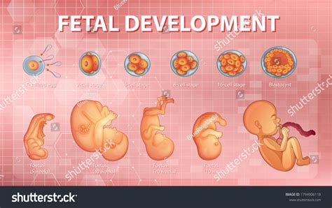 Stages Human Embryonic Development Illustration Stock Vector Royalty
