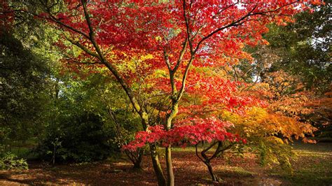 Best Places To View Autumn Leaves In Britain