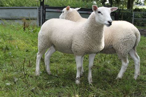 Ewes For Sale Brightonhouse Farm Steeton