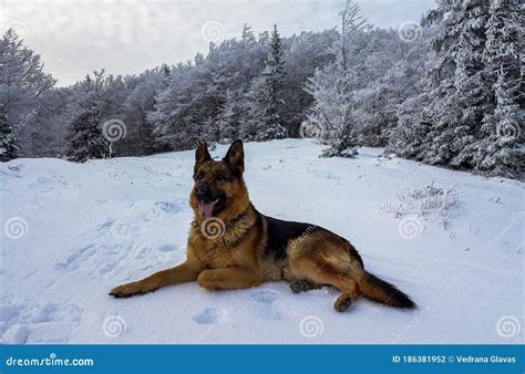 German Shepherd Laying On The Snow In The Coniferous Forest Stock Photo