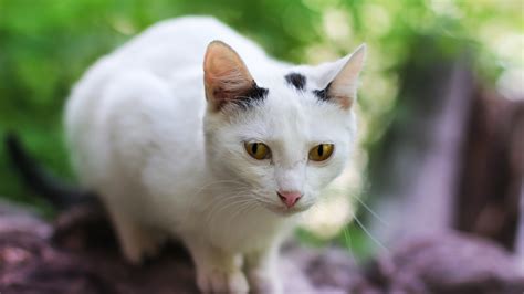 Cute White Cat Is Sitting On Tree Trunk In Blur Green