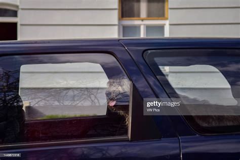 Hairy Dog Inside A Car In Szentendre Hungary News Photo Getty Images