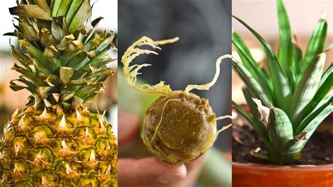 Grow Pineapple From Top Of Another Pineapple Youtube