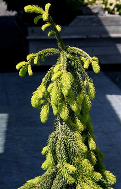 Picea Abies Gold Drift Dwarf Weeping Golden Norway Spruce Kigi