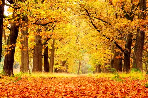 Autumn Gold Autumn Golden Bonito Park Trees Foliage Forest Fall