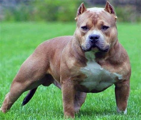American Bully Dogs Bully Puppies Bully Care And Breed Types Bully