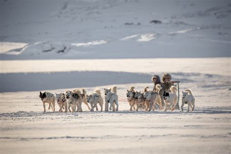 A Dog Sled Near Ilulissat In Greenland Iceland Escape