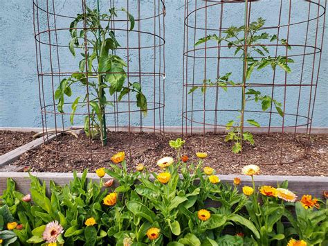 Tomato Plants Cages