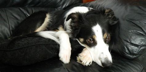10 Things You Didnt Know About Border Collies Quiz