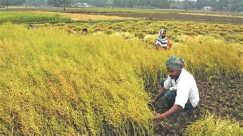 Mustard Farmers Happy Getting Bumper Production Satisfactory Price