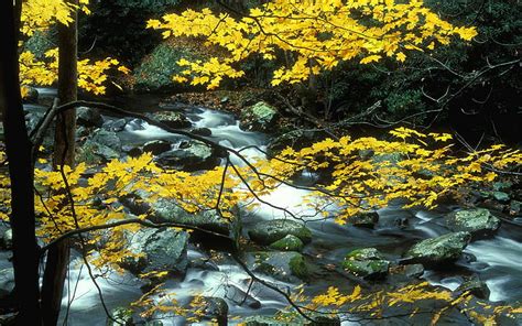 Gorton Creek Gorge Oregon Eua Rio Columbia Mountain River Riverbed With