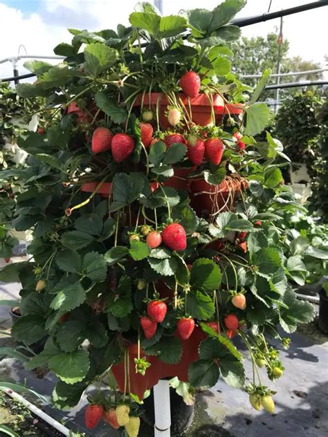 Growing Strawberries Vertically In Towers Slick Garden