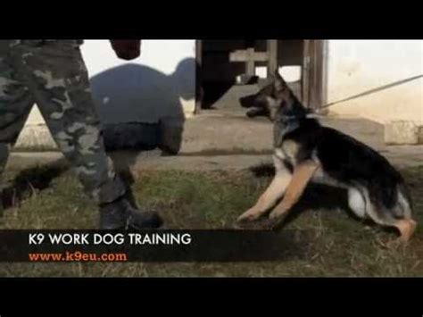 The bite force of these dog breeds is not just strong enough to rip through flesh, it could also break bones. K9 police dog training - bite work training with a k9 ...