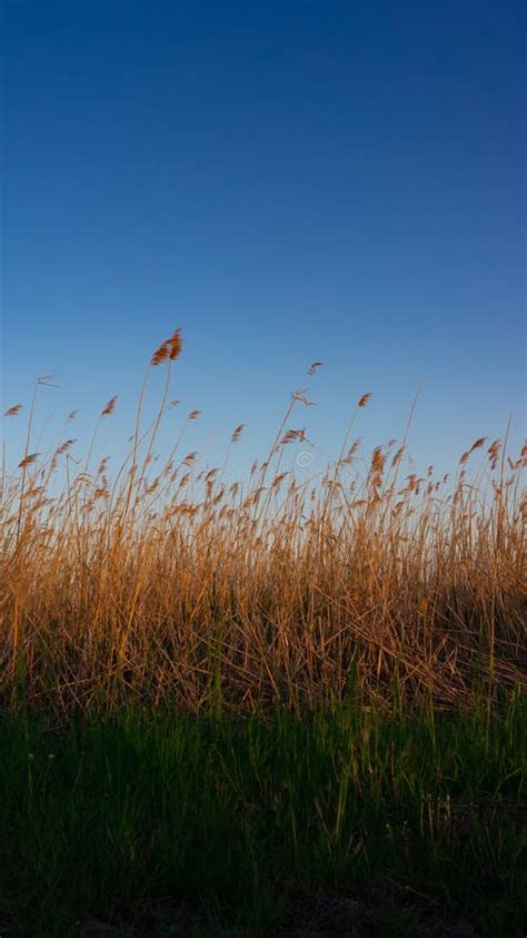 The Reed Is Blowing On The Wind Stock Photo Image Of Brown Bright