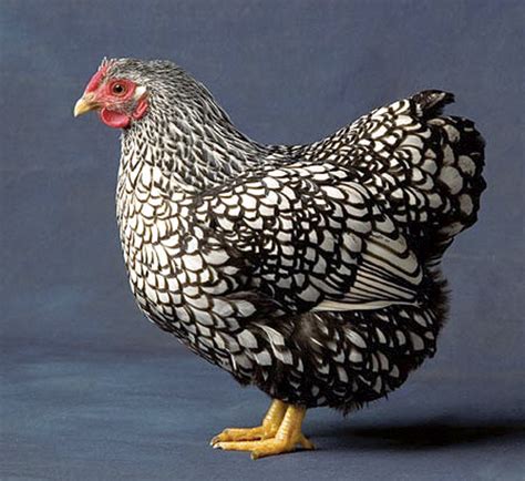 The 5 Best Chicken Breeds For Your Homestead Dengarden