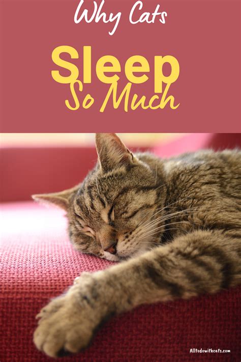 Why Do Cats Sleep So Much Discover Amazing Facts Cat Sleeping Cat