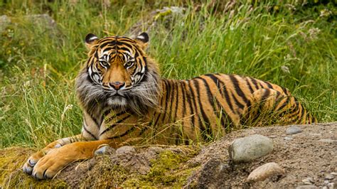 Sumatran Tiger Stock Photo Download Image Now Istock
