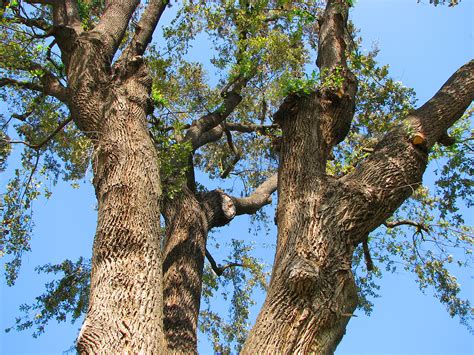 Free Photo Oak Tree Closeup Bspo06 Green Leaves Free Download