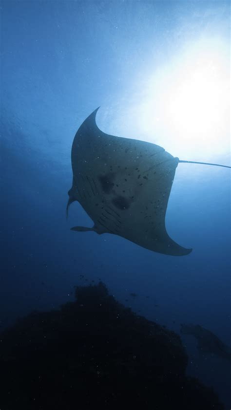 Manta Ray Facts Great Barrier Reef Foundation Great Barrier Reef