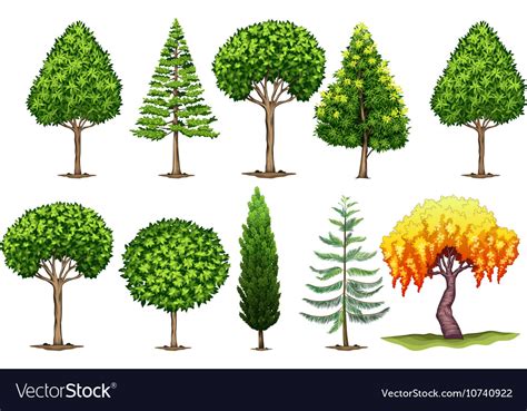 Set Of Different Types Of Trees Royalty Free Vector Image