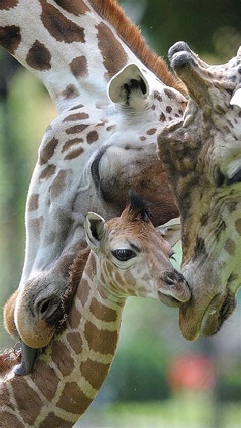 Beauty Rendezvous Giraffes Three Generations Nature Animals