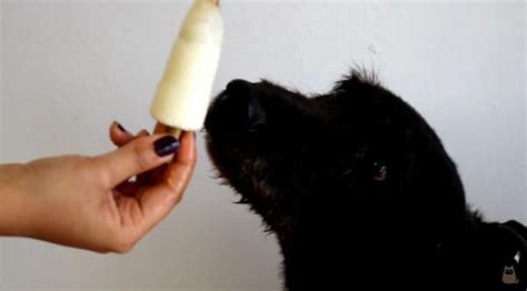 4 recetas de HELADOS para PERROS MUY FÁCILES de hacer