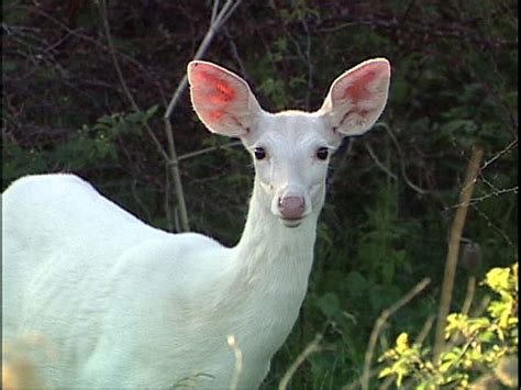 White Deer Images And Pictures Becuo
