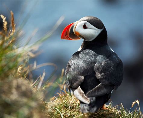 Puffins The Best Places To See Them In Iceland Hey Iceland Blog