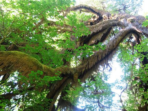 KLINE S WESTERN ADVENTURE Hoh Rain Forest Ruby Beach WA