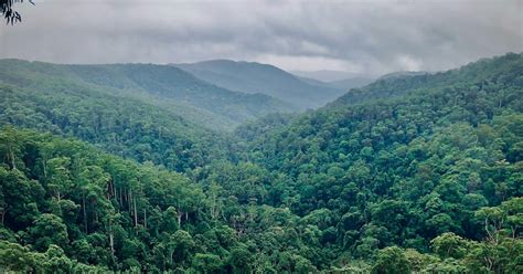 Daftar Negara Dengan Wilayah Hutan Terluas Di Dunia Goodstats