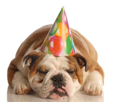 Dog Wearing Birthday Hat Stock Image Image Of Funny Isolated 6923449
