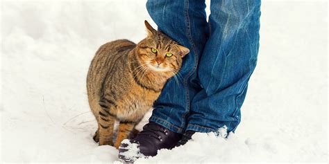 Why Do Cats Rub Round Their Owners’ Legs International Cat Care