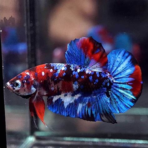 List Of Can Koi Fish Live With Betta Fish References